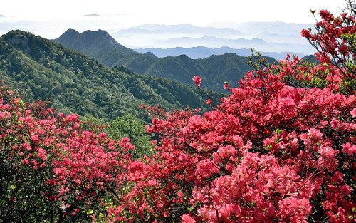 King Azalea Tree in the World,Baoshan