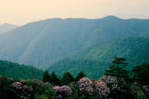 Zixi Mountain Forest Park,Chuxiong