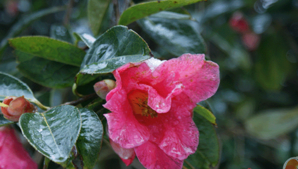 Rhododendron Forest in Changning county,