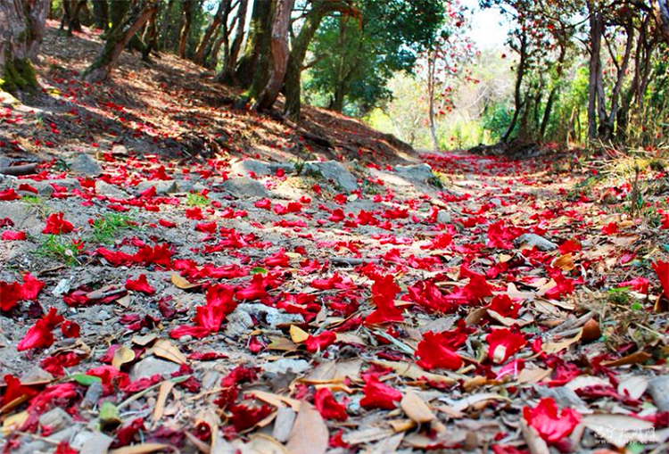 Rhododendron Forest in Changning county,