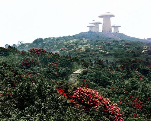 Rhododendrons of Yingwu Mountain in Shizong County,Qujing