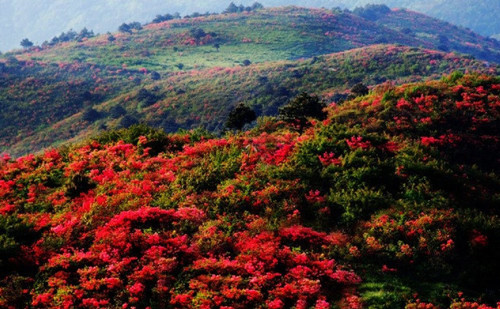 Rhododendrons of Yingwu Mountain in Shizong County,Qujing