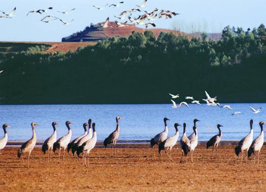 The Black-necked Cranes Nature Reserve Park in Huize County