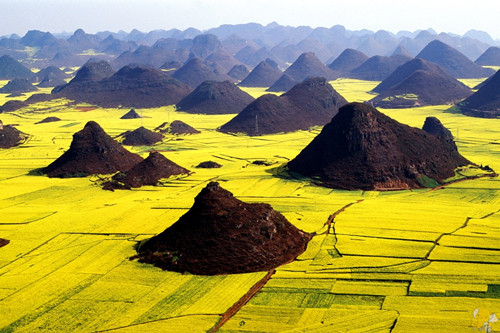 Rapeseed Flowers in Luoping County