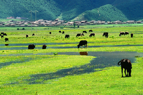 Xiaozhongdian Pasture i