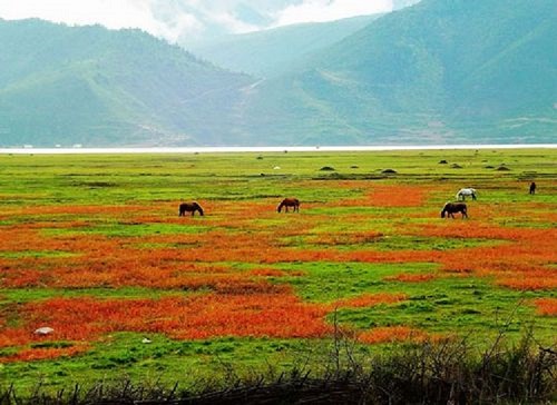 Xiaozhongdian Pasture i