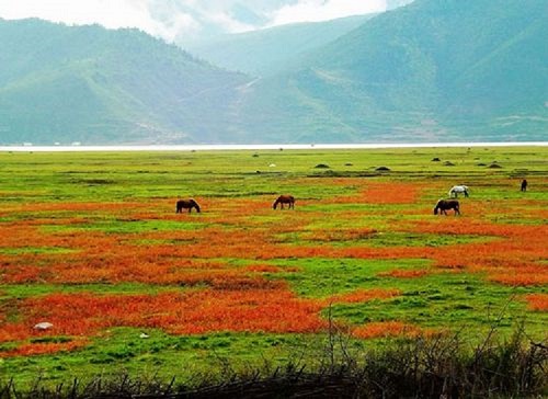 Xiaozhongdian Pasture i