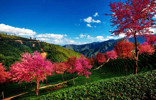 Cherry Blossoms Valley of Wuliangshan Mountain in Nanjian County,Dali