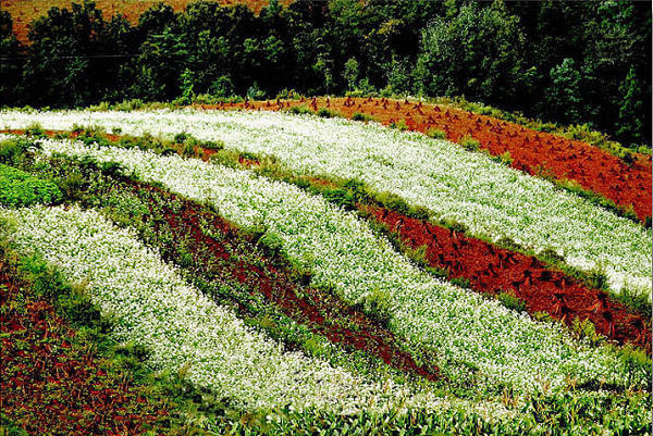 Lepuwa Village of Dongchuan Red Land,Kunming