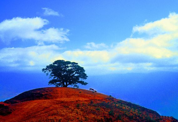 Holy Tree of Dongchuan Red Land,Kunming