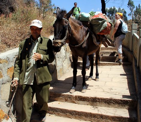 Horse on the pass way.