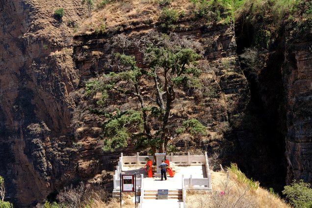 Lonely tree at Jiyi Gorge.