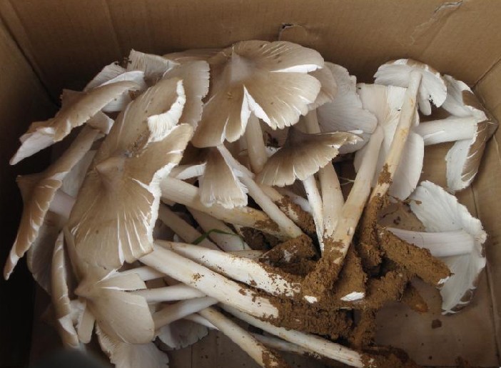 Jizong Mushroom