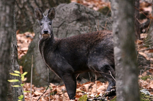 Musk Deer and Musk 