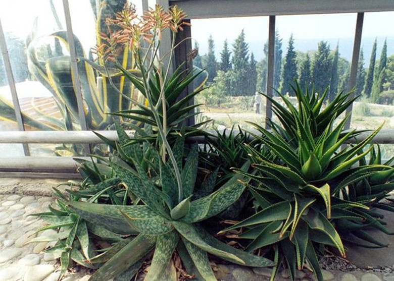 Yuanjiang aloe