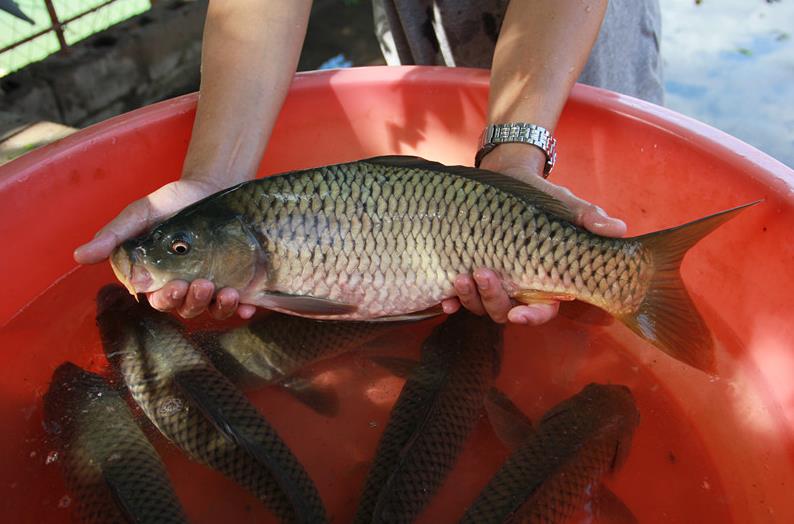 Yuanjiang Carp